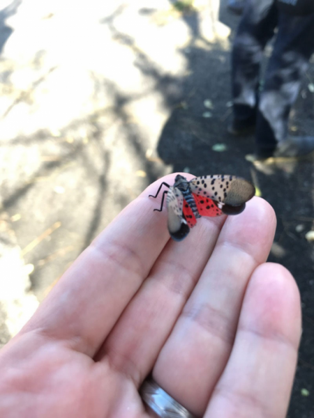 Spotted Lanternfly on hand